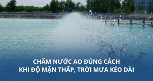 Chăm nước ao đúng cách khi độ mặn thấp và trời mưa kéo dài